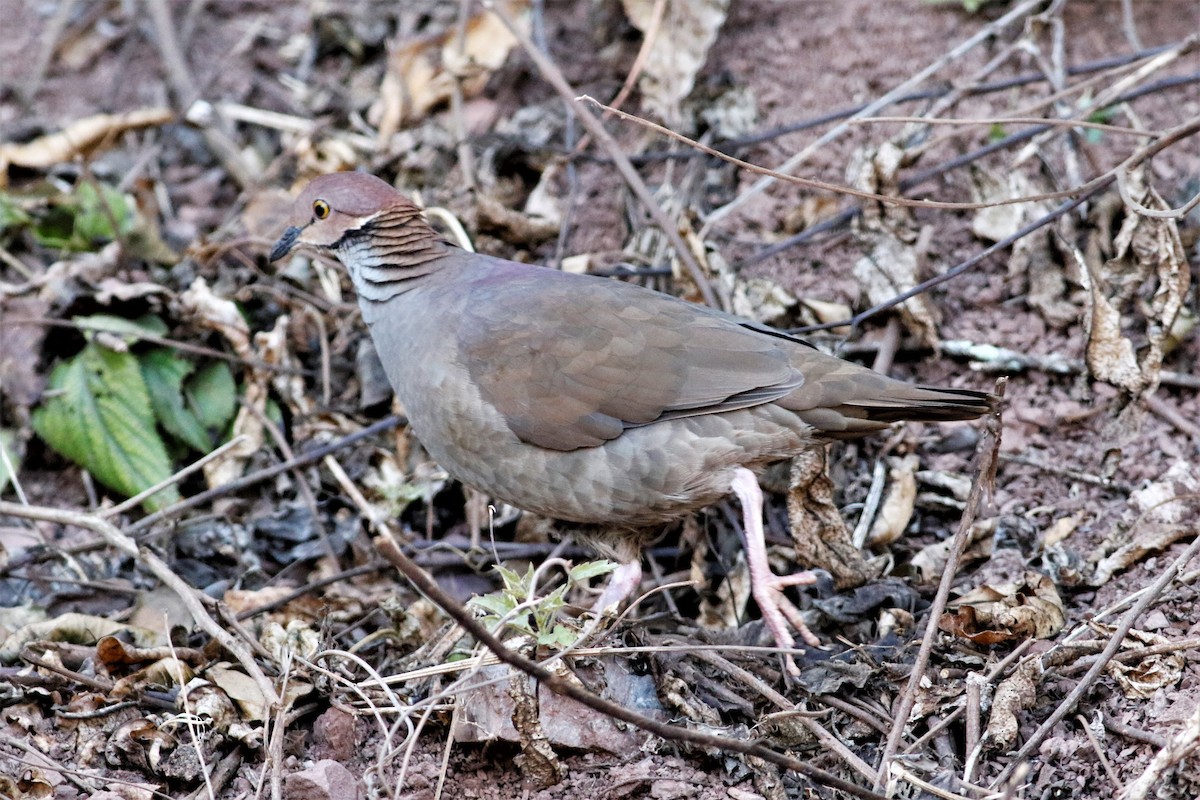 holub bělohrdlý - ML195082891