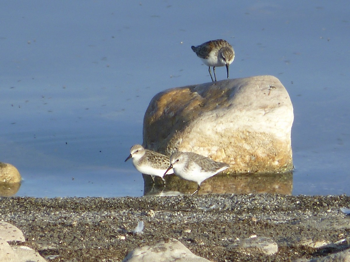 Semipalmated Sandpiper - ML195083931