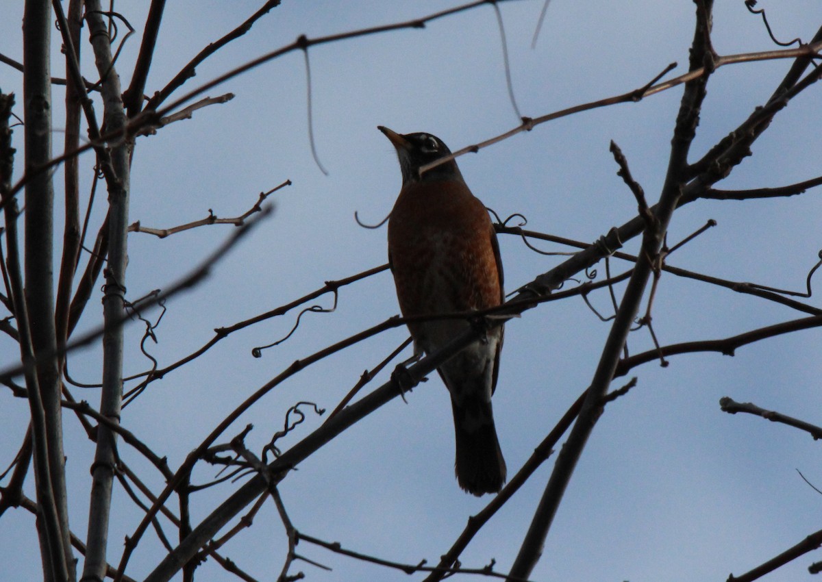 American Robin - ML195084161