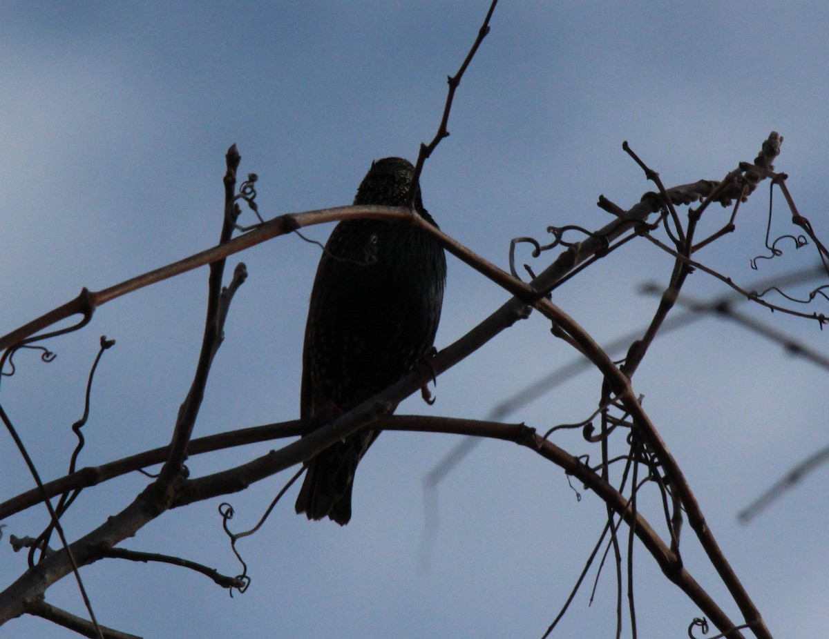 European Starling - ML195084181