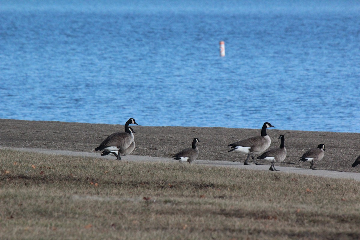 Cackling Goose - ML195084461