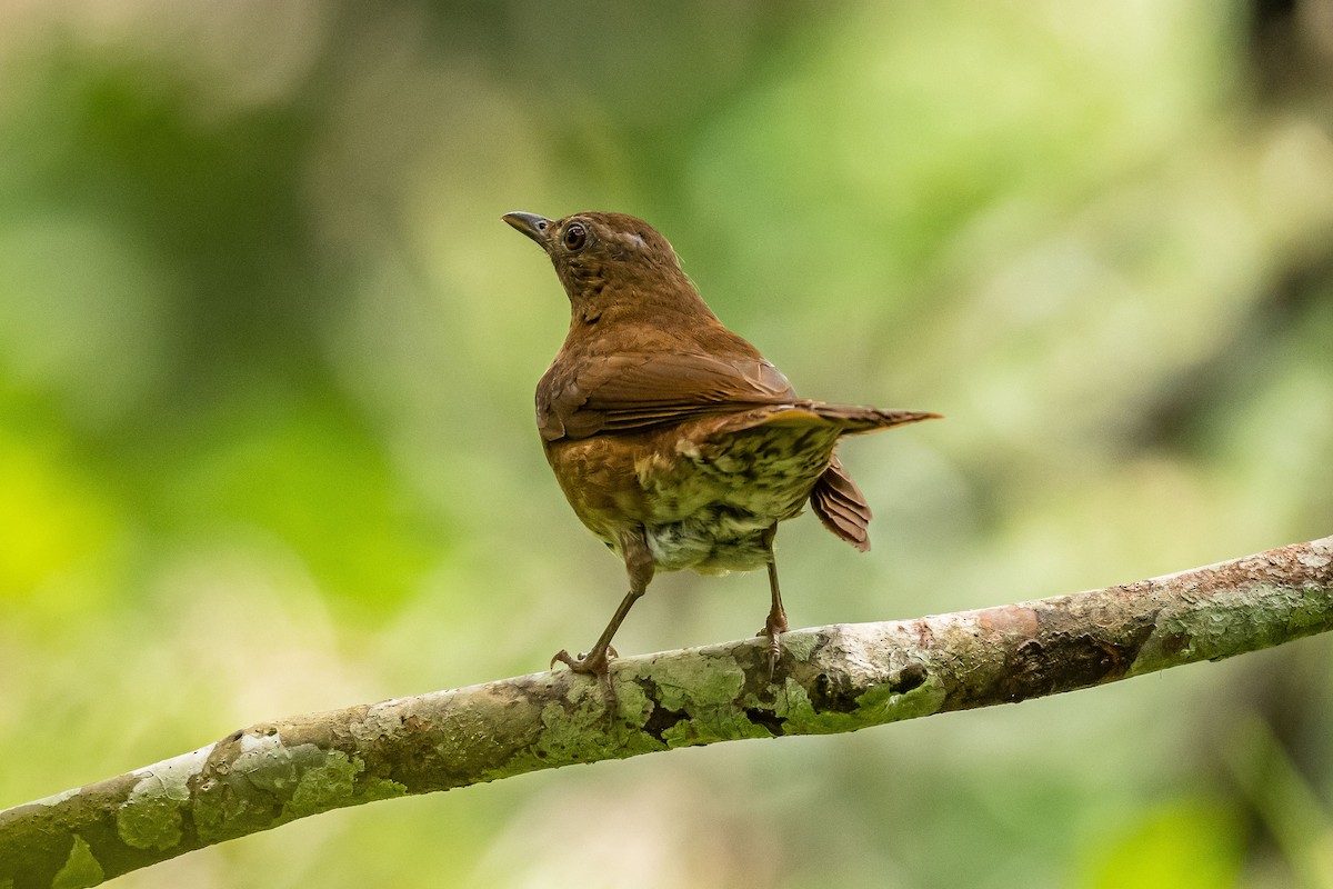 Hauxwell's Thrush - ML195085401