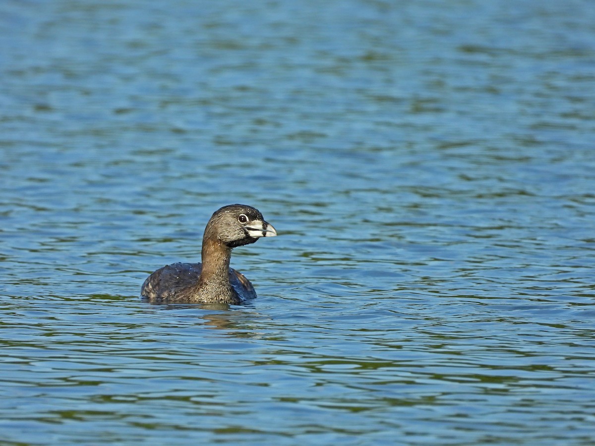 Pied-billed Grebe - ML195086951