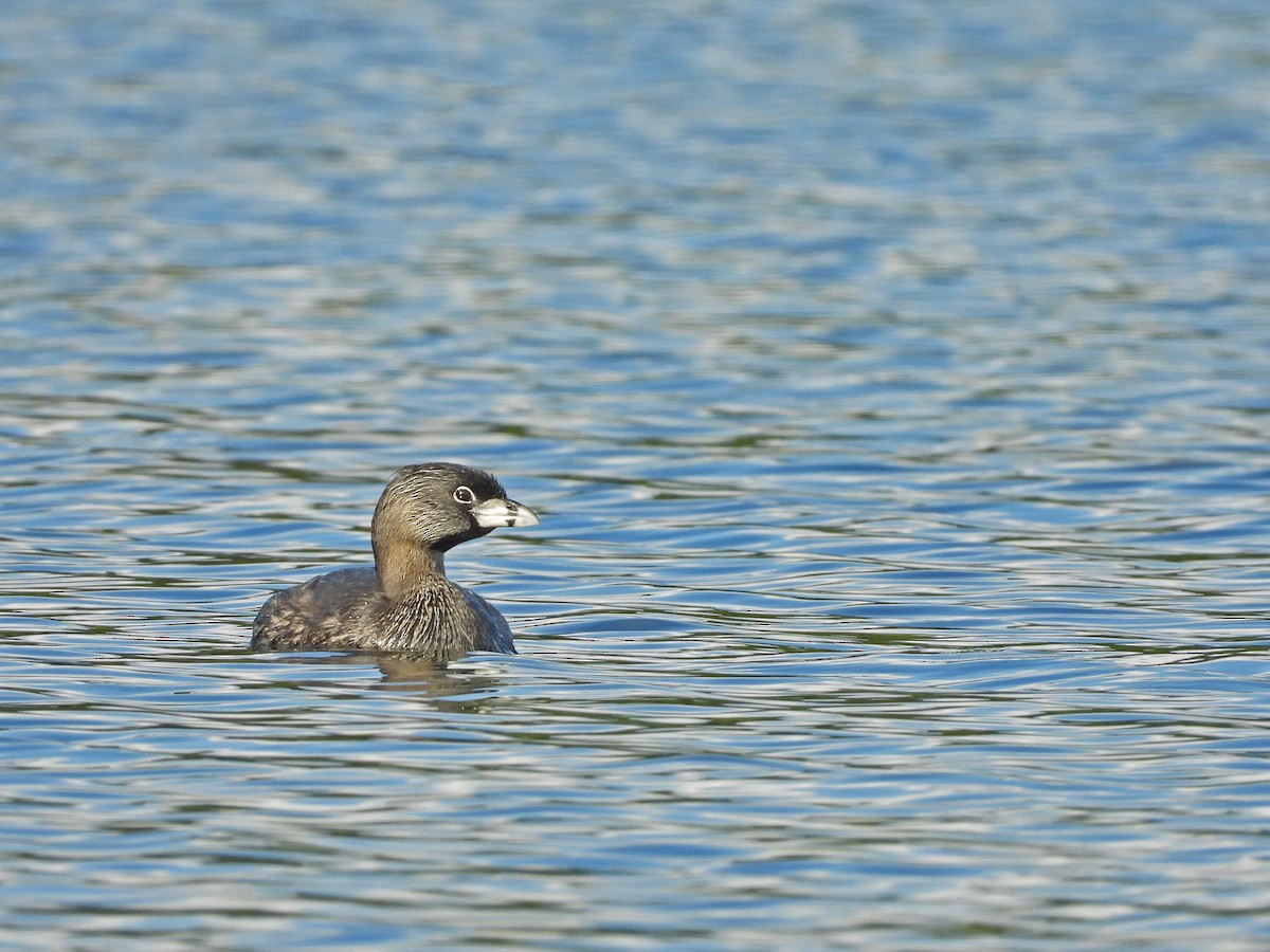 Pied-billed Grebe - ML195087081