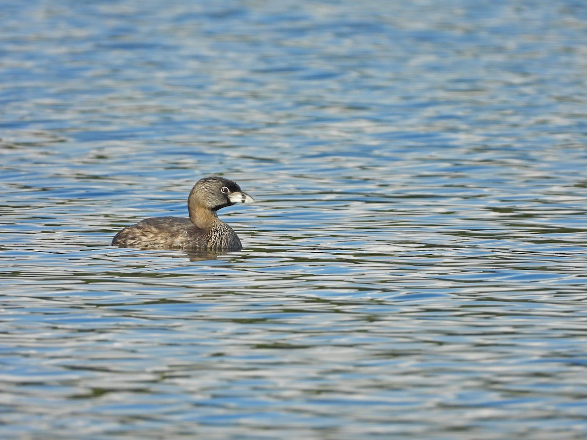 Pied-billed Grebe - ML195087111