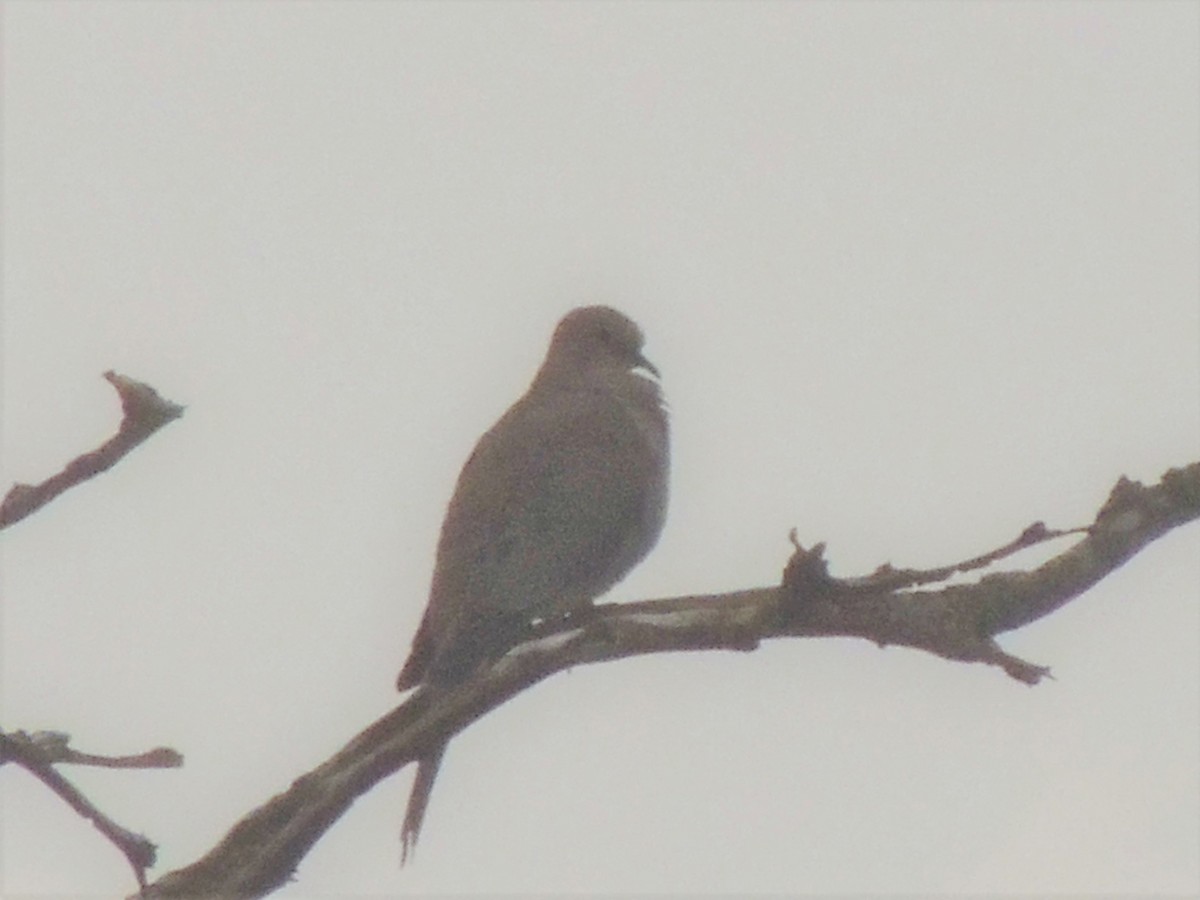 Mourning Dove - ML195087531