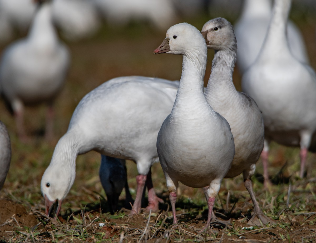 Ross's Goose - Anthony VanSchoor