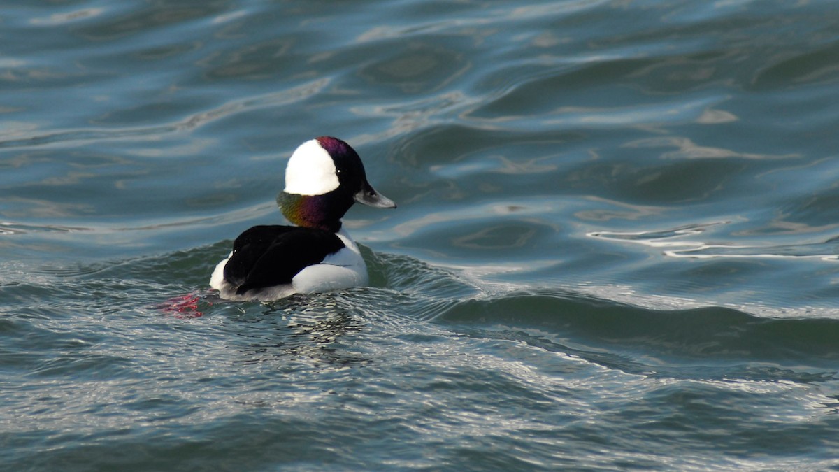 Bufflehead - Gary Leeper