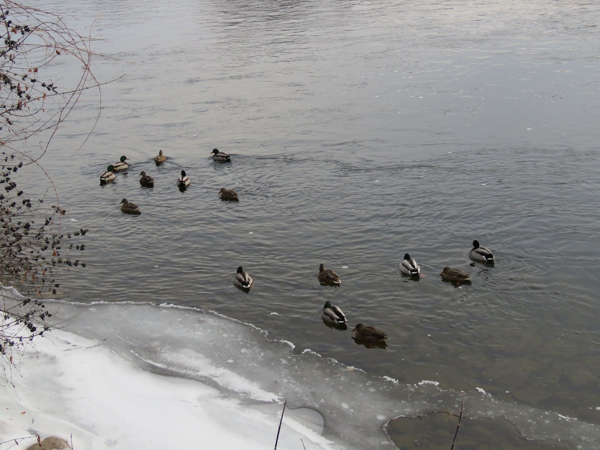 Canard colvert - ML195088741