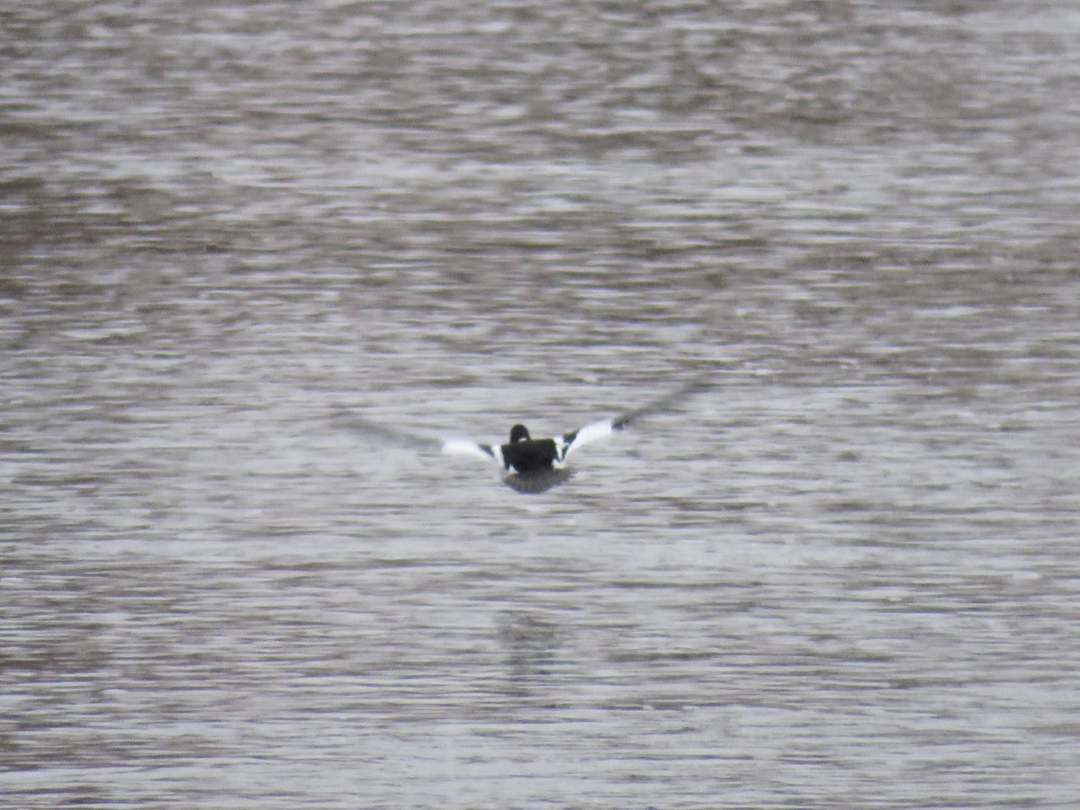 Common Goldeneye - ML195089491