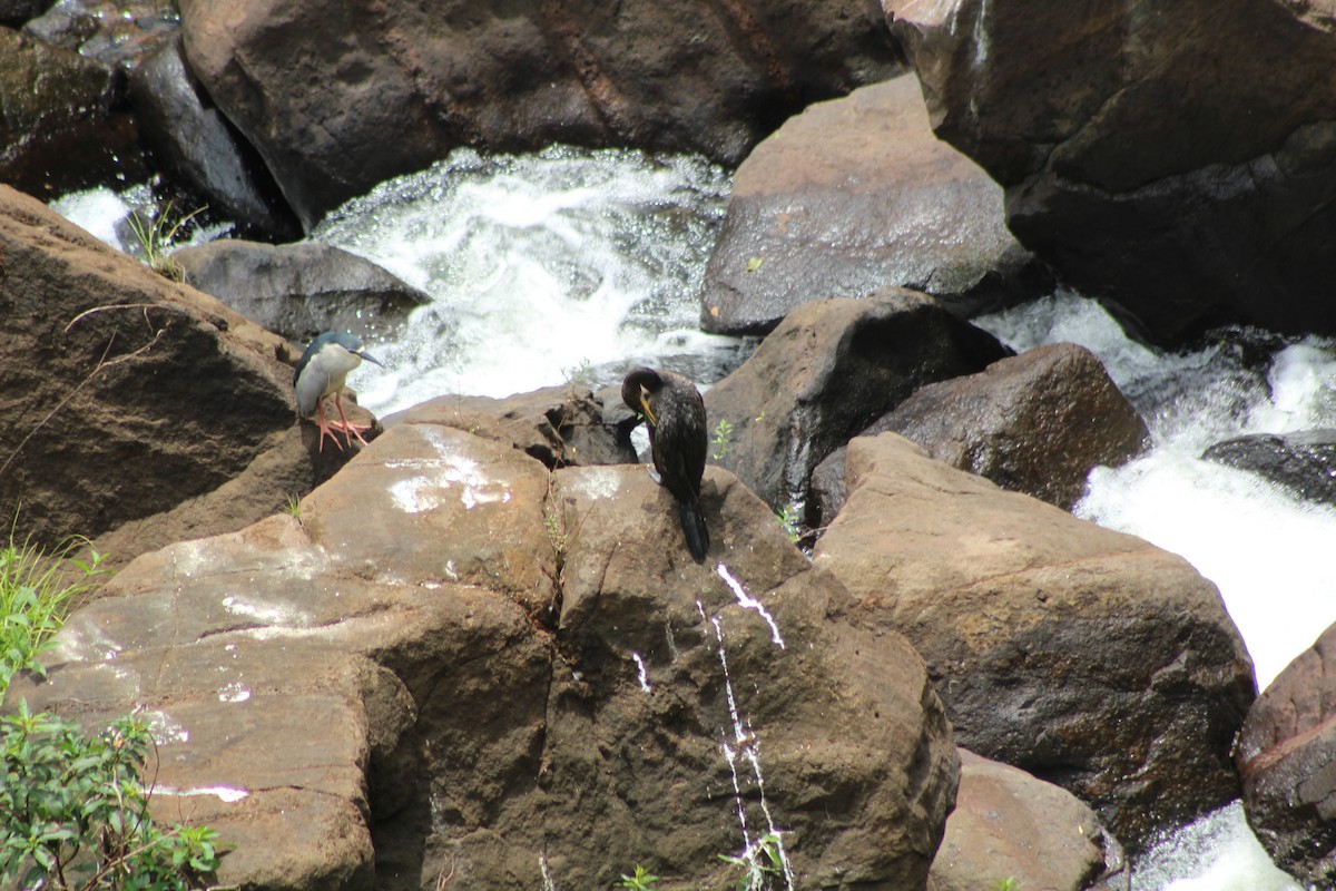 Black-crowned Night Heron - Vicky Bonifacio