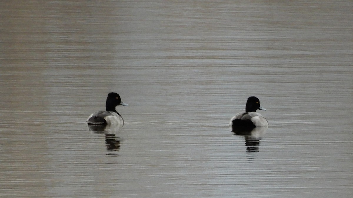 Lesser Scaup - ML195091401