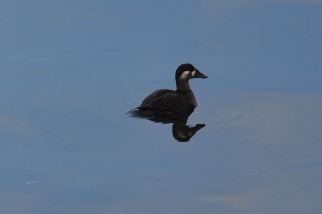 Surf Scoter - ML195091541