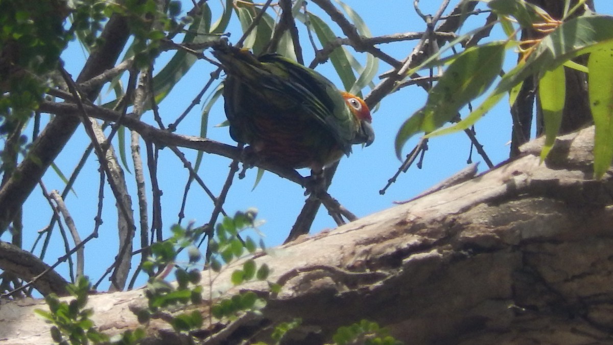 Golden-capped Parakeet - ML195092511