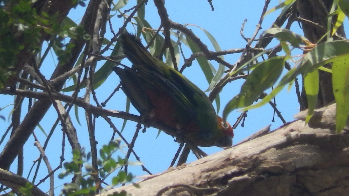 Aratinga Testadorada - ML195092591