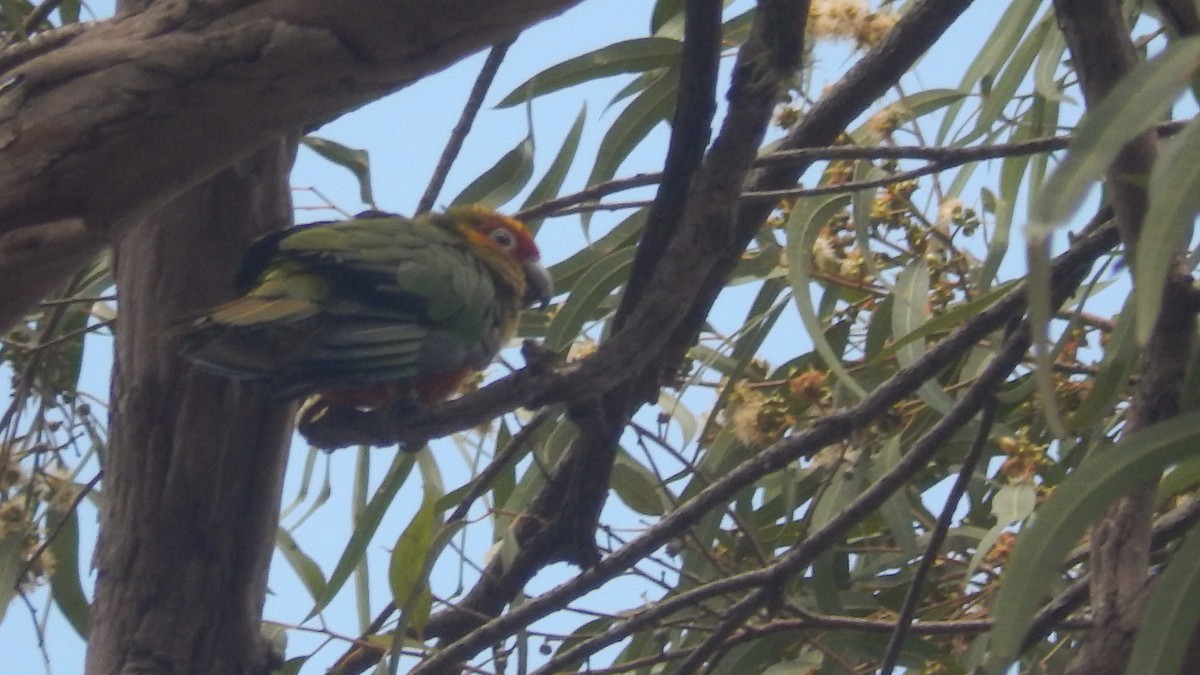 Golden-capped Parakeet - ML195092621