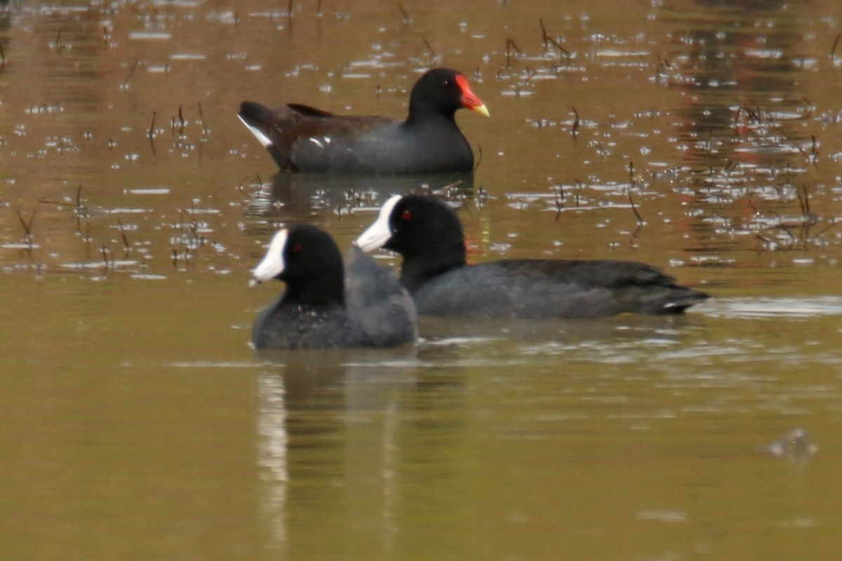 American Coot (White-shielded) - ML195092951