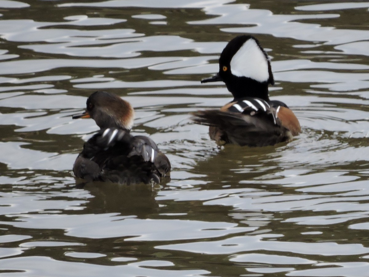 Smergo dal cappuccio - ML195093371