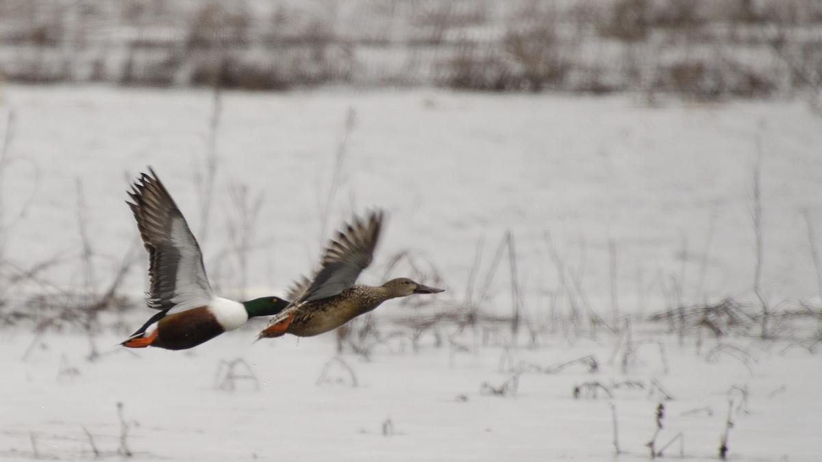 Northern Shoveler - ML195094431