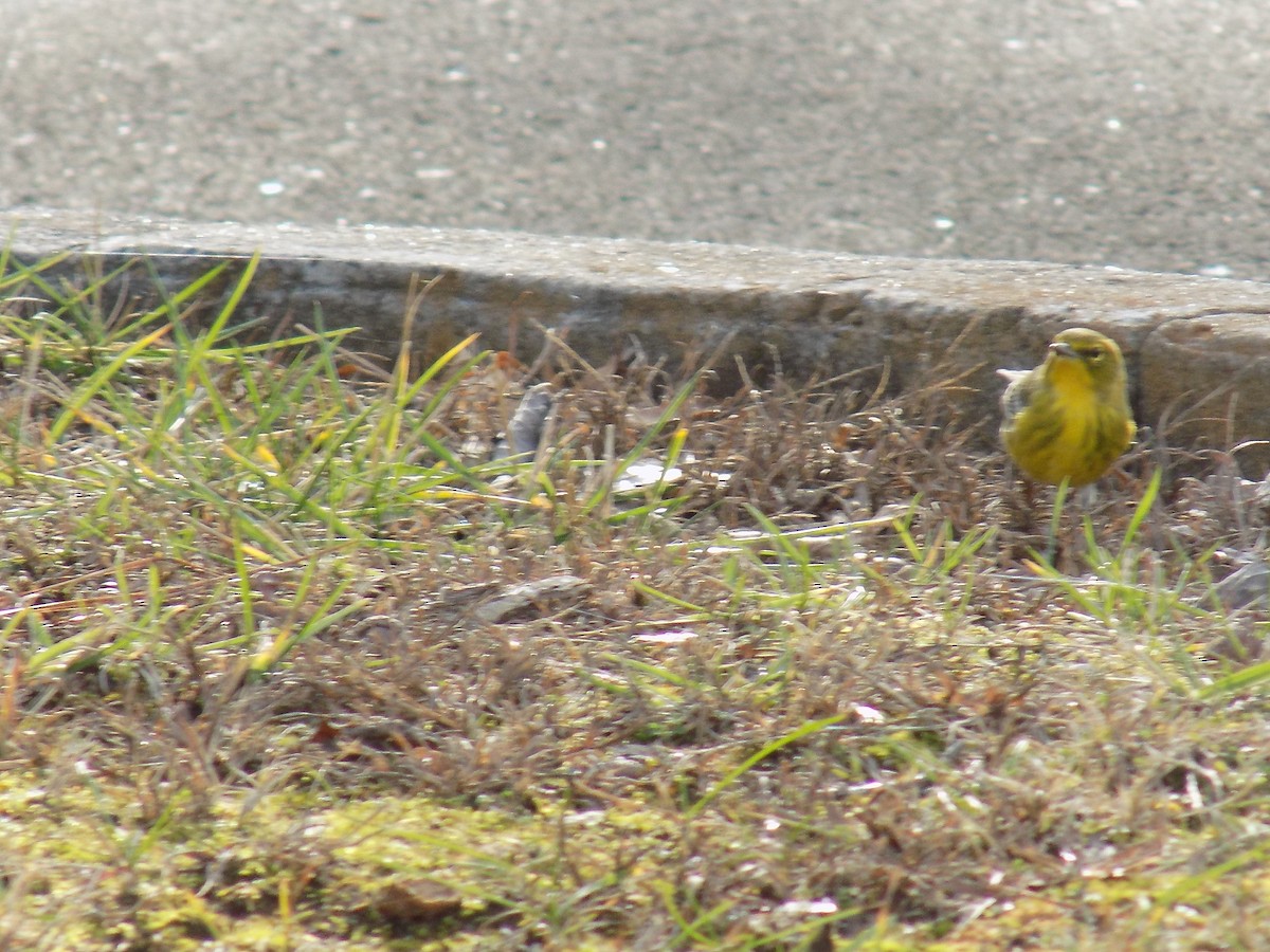 Pine Warbler - ML195094851