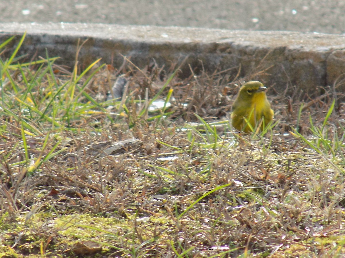 Pine Warbler - Ted Antal