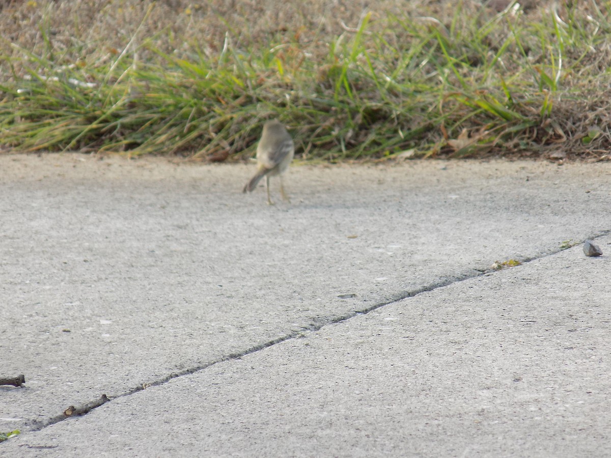 Pine Warbler - ML195094931