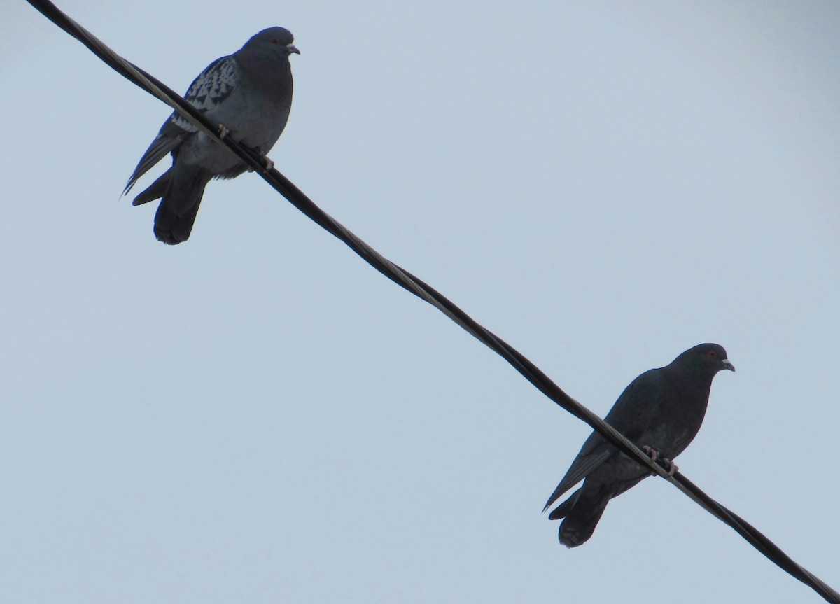 Rock Pigeon (Feral Pigeon) - ML195096521