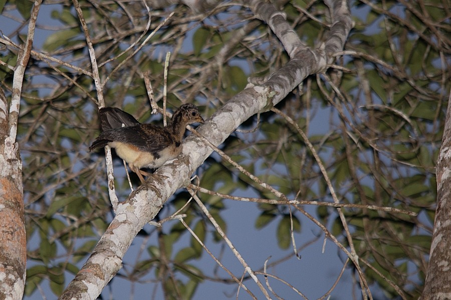 Rusty-margined Guan - ML195097581