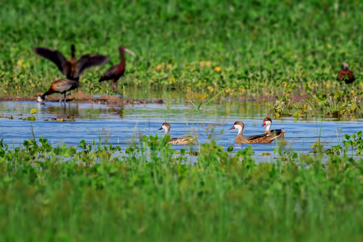 White-cheeked Pintail - ML195097901