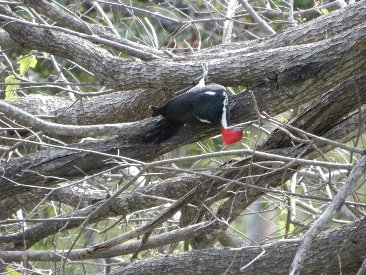 Lineated Woodpecker - Peter Zika