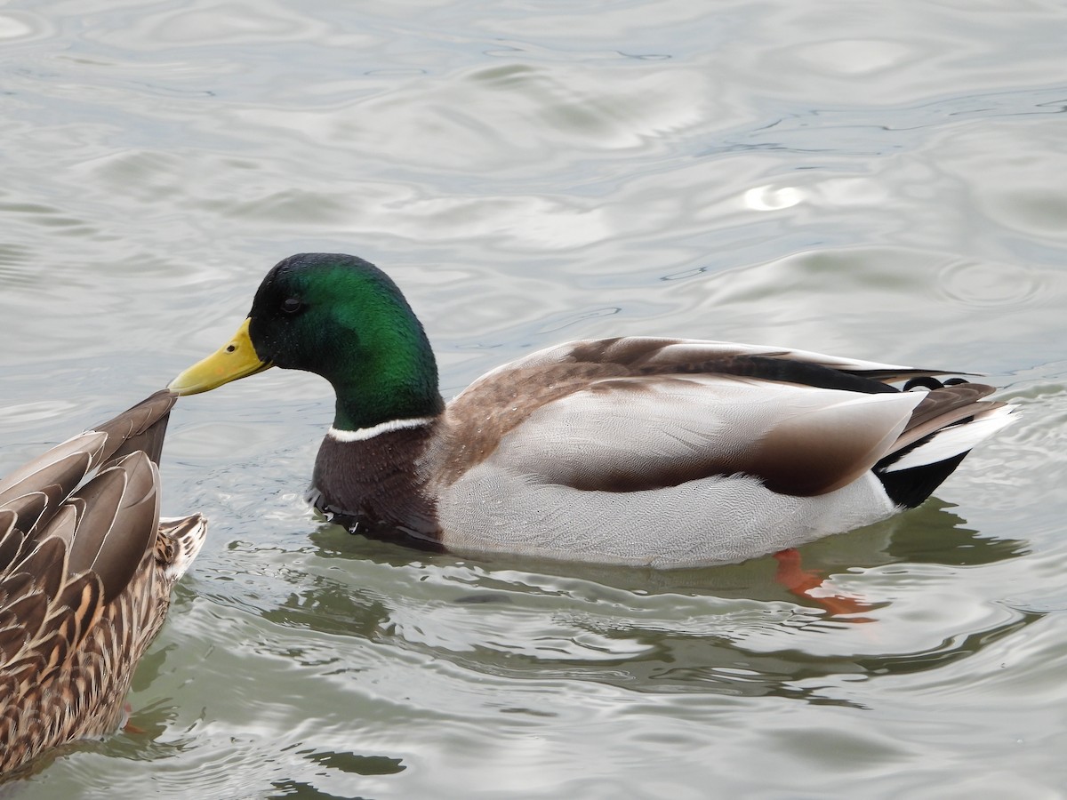 Canard colvert - ML195098741