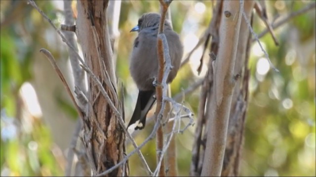 Dusky Woodswallow - ML195100791