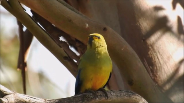 Blue-winged Parrot - ML195101521