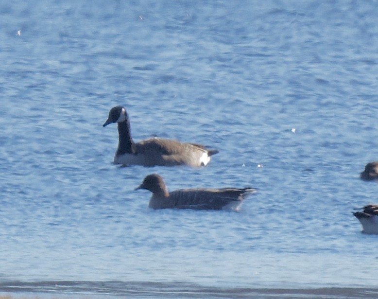 Pink-footed Goose - ML195102431