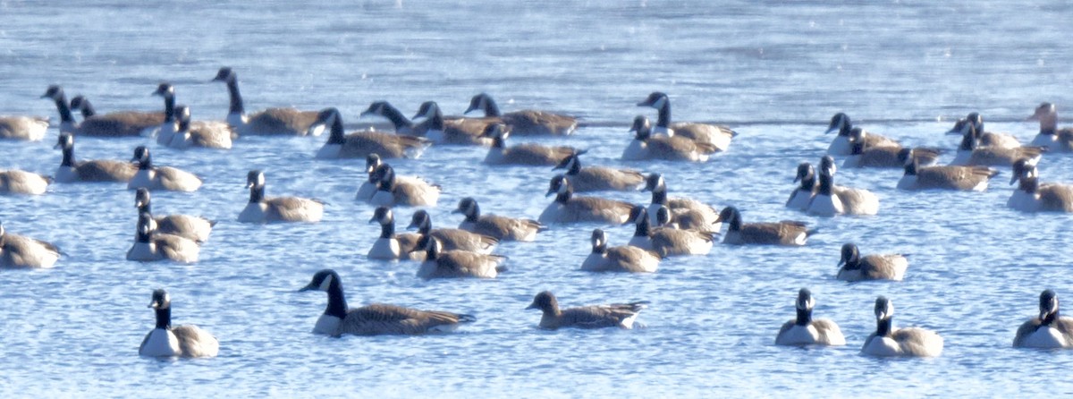 Pink-footed Goose - ML195102441