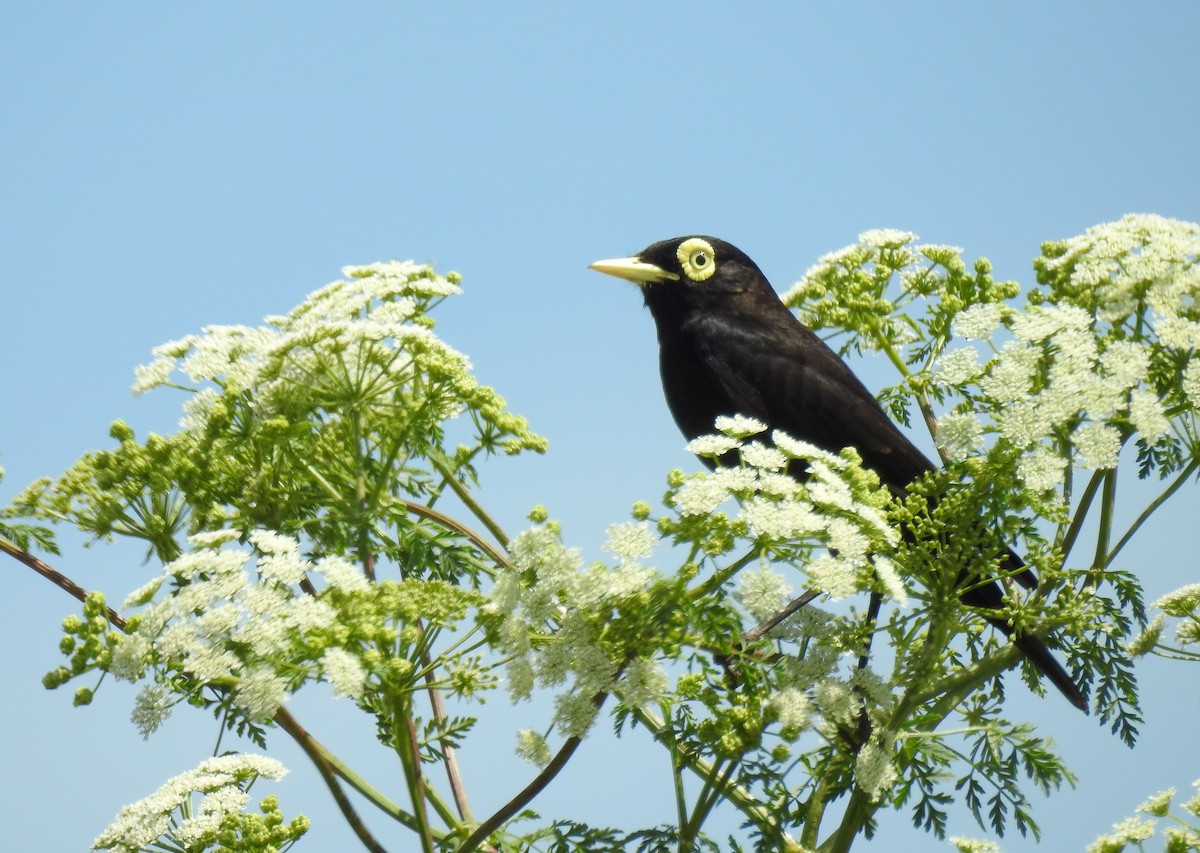 Spectacled Tyrant - ML195102461