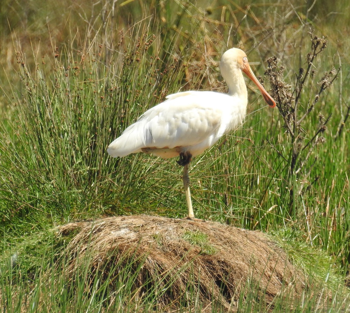 Yellow-billed Spoonbill - ML195102701