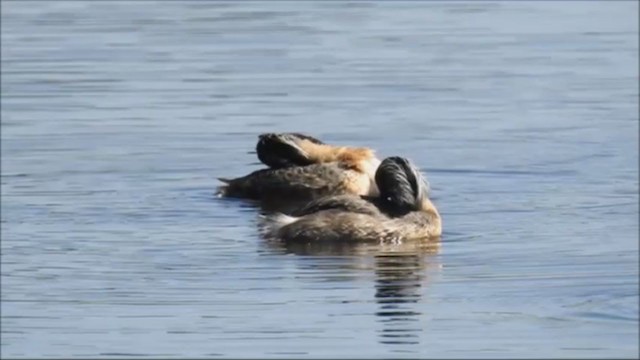 Hoary-headed Grebe - ML195103161