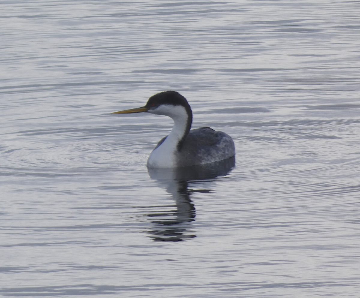 Western Grebe - ML195103311