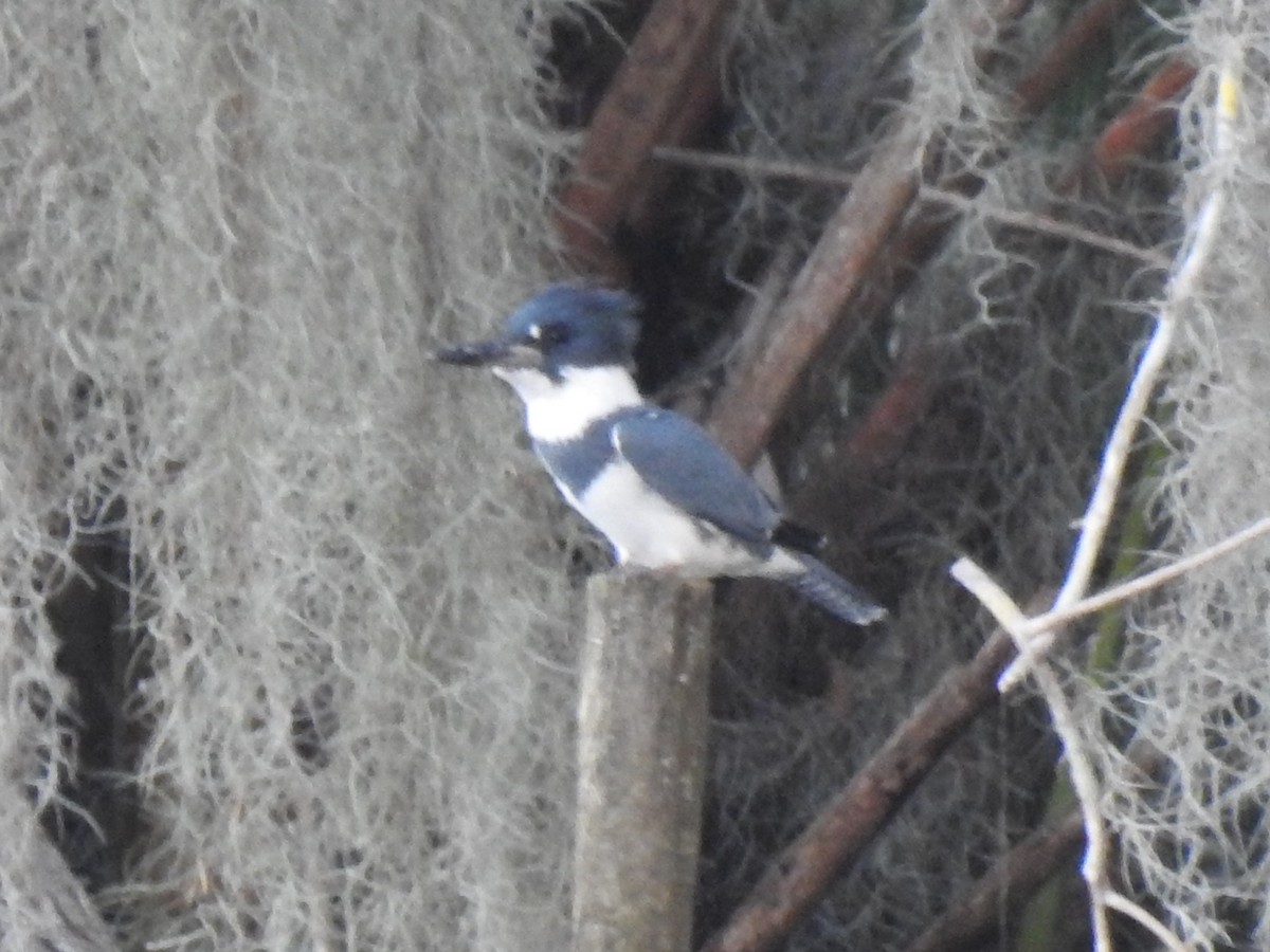 Belted Kingfisher - ML195104181