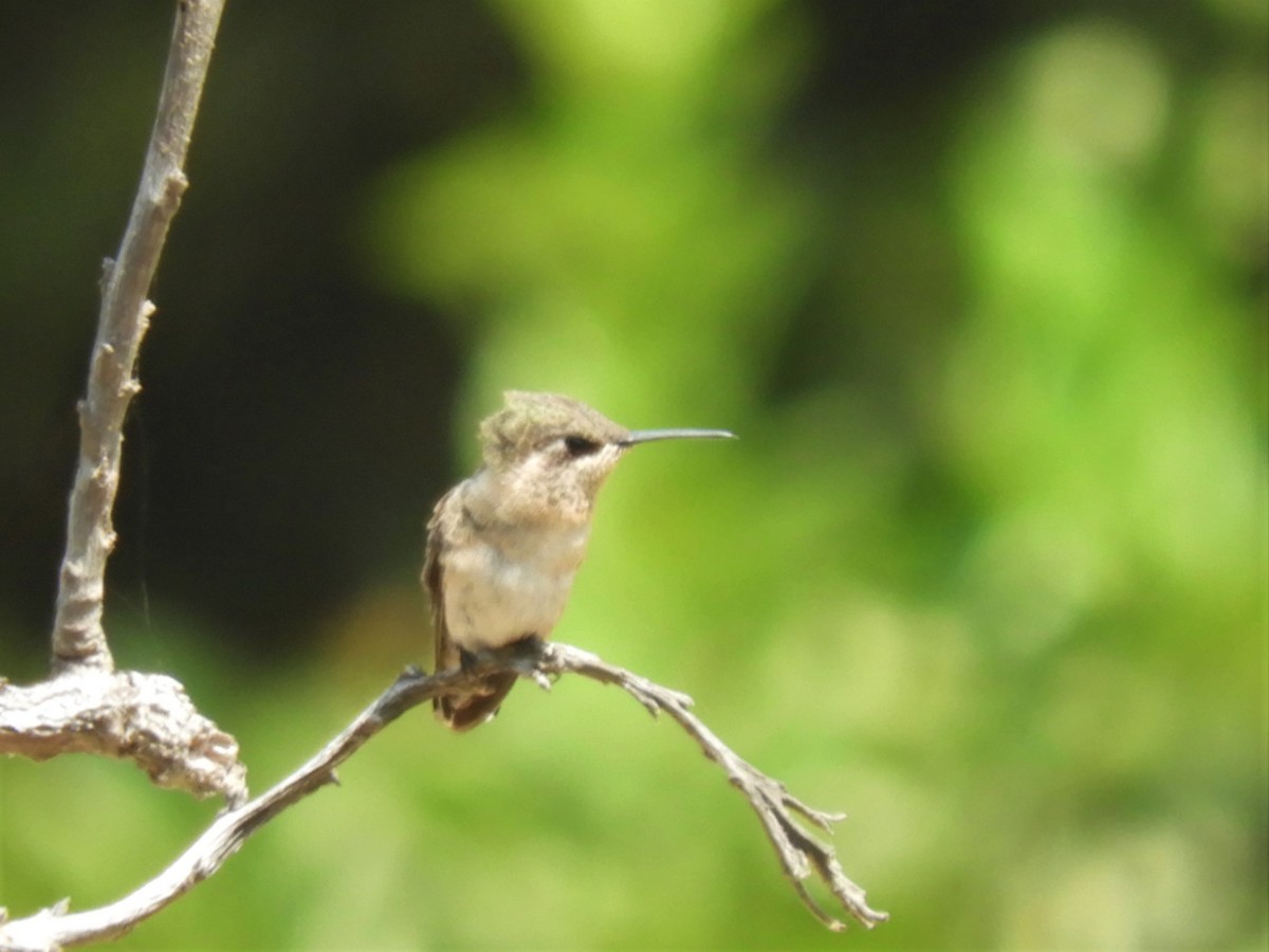 Purple-collared Woodstar - ML195104641