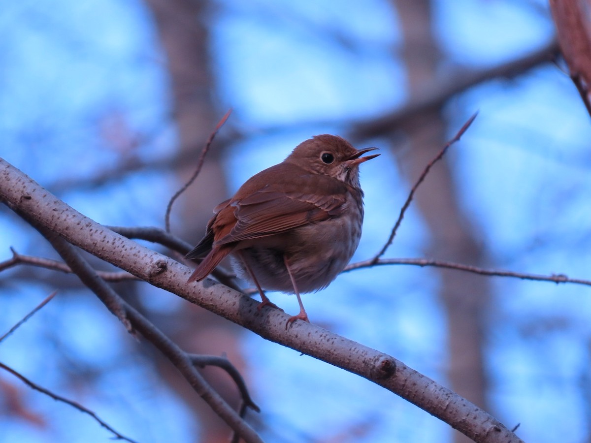 Hermit Thrush - ML195104651