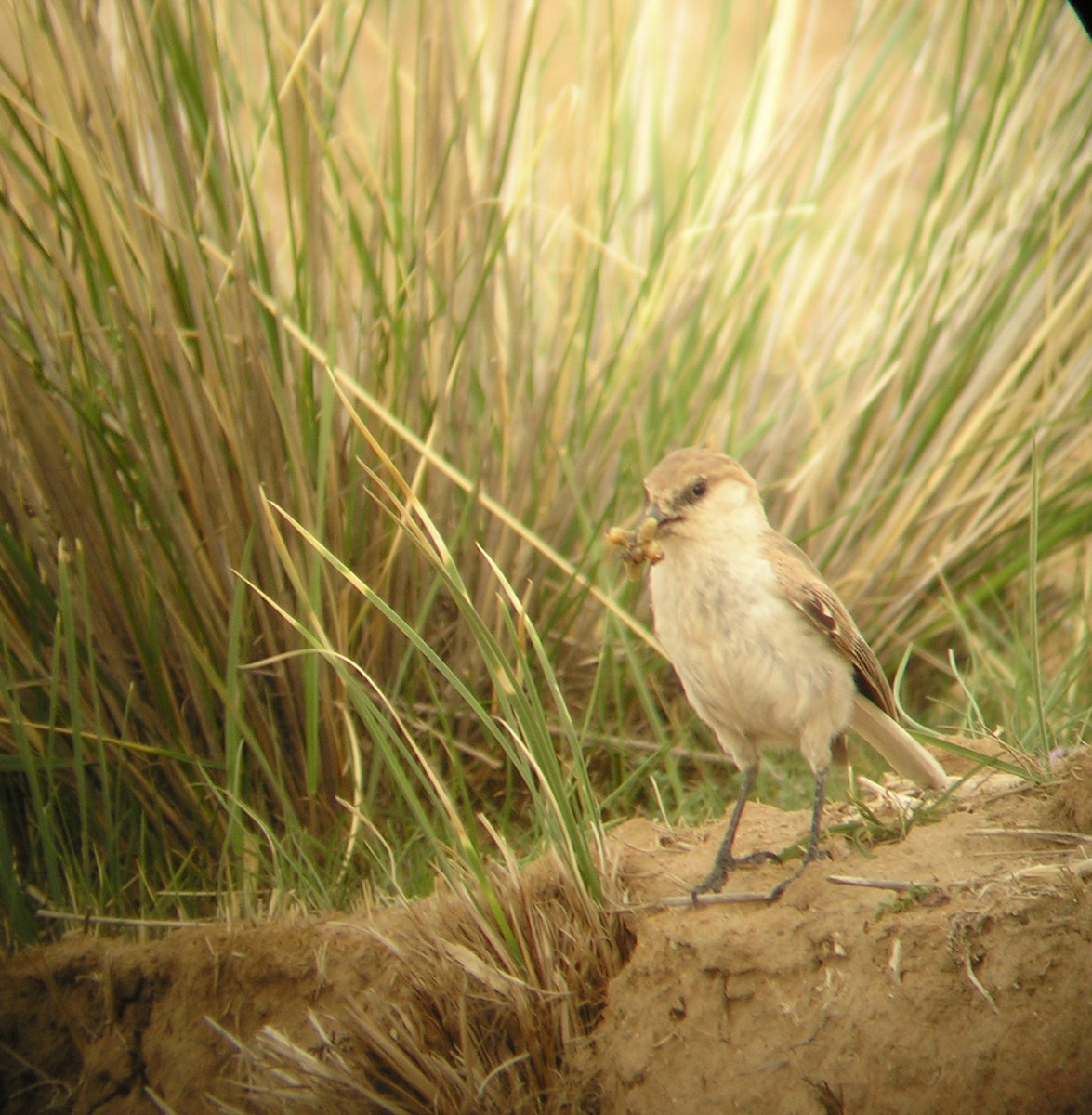 Ground Tit - ML195107301