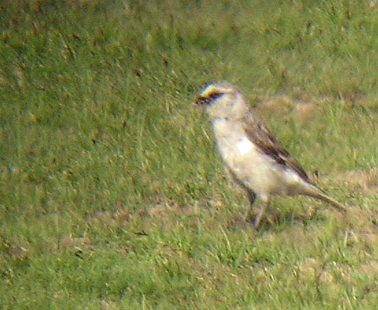 White-rumped Snowfinch - ML195107461