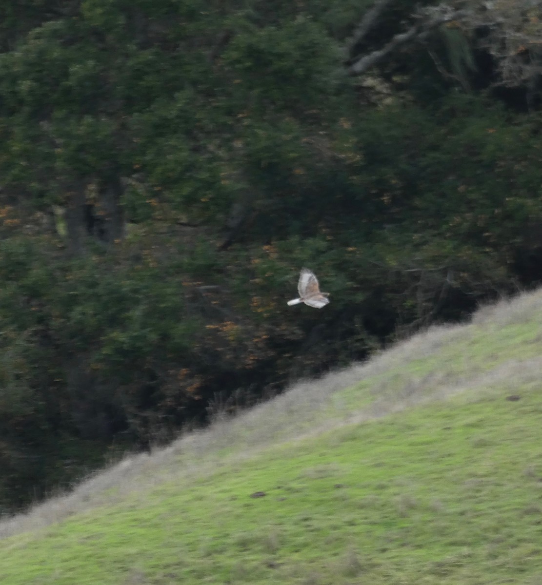 Ferruginous Hawk - ML195109061