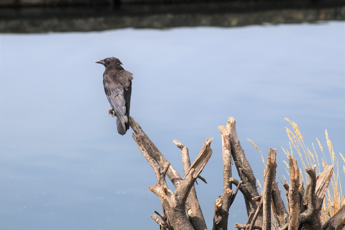 American Crow - ML195111191