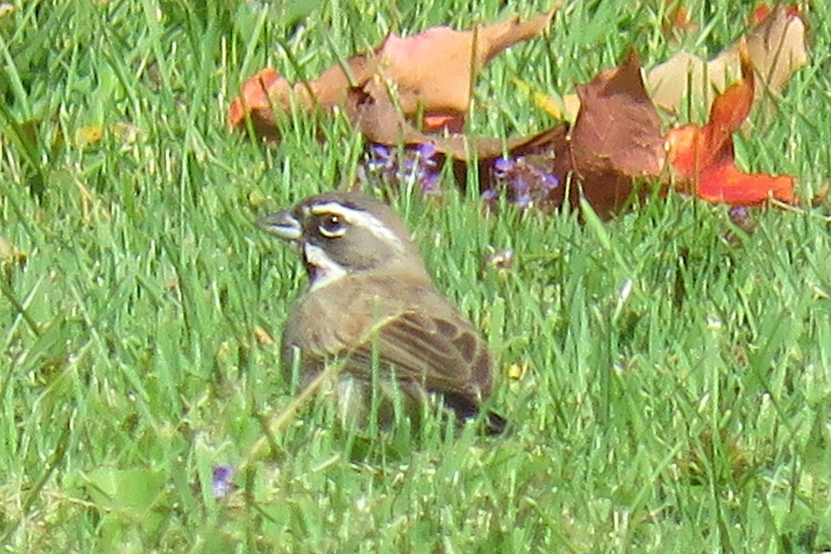Black-throated Sparrow - ML195113331