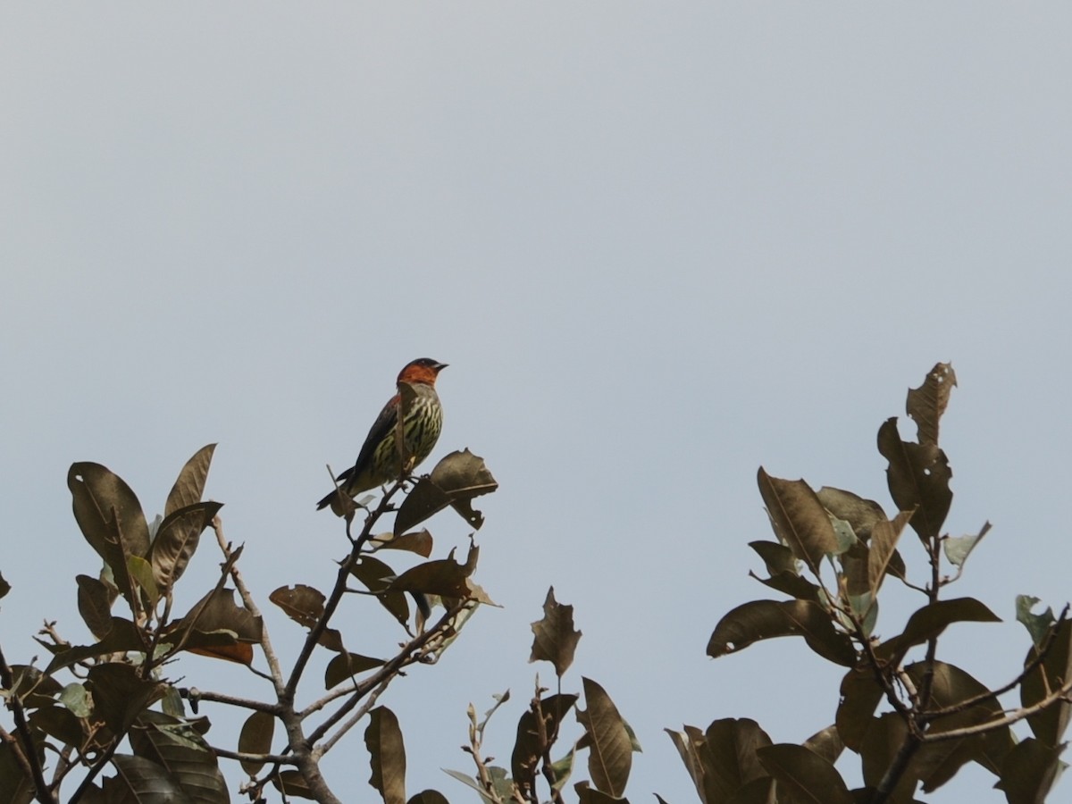 Cotinga à tête rousse - ML195113381