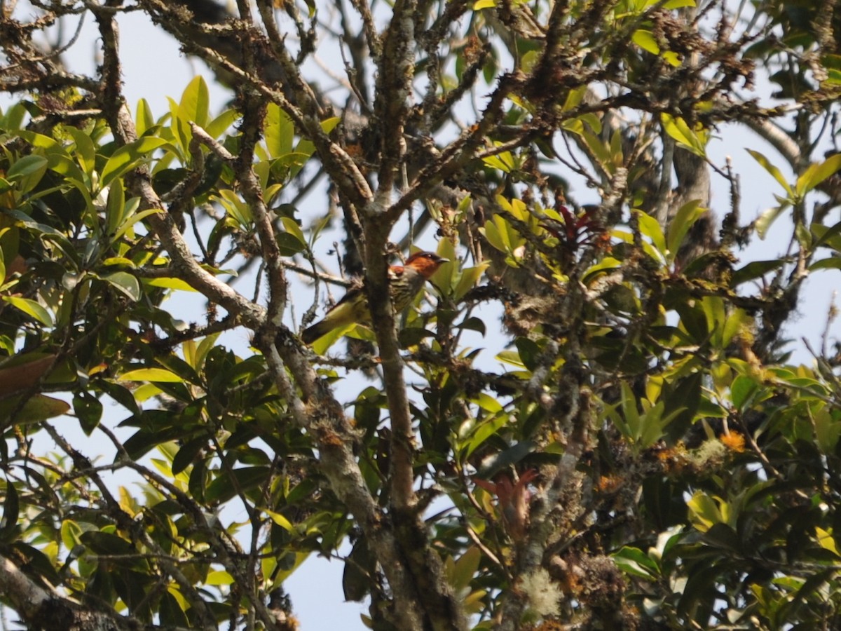 Cotinga à tête rousse - ML195113431