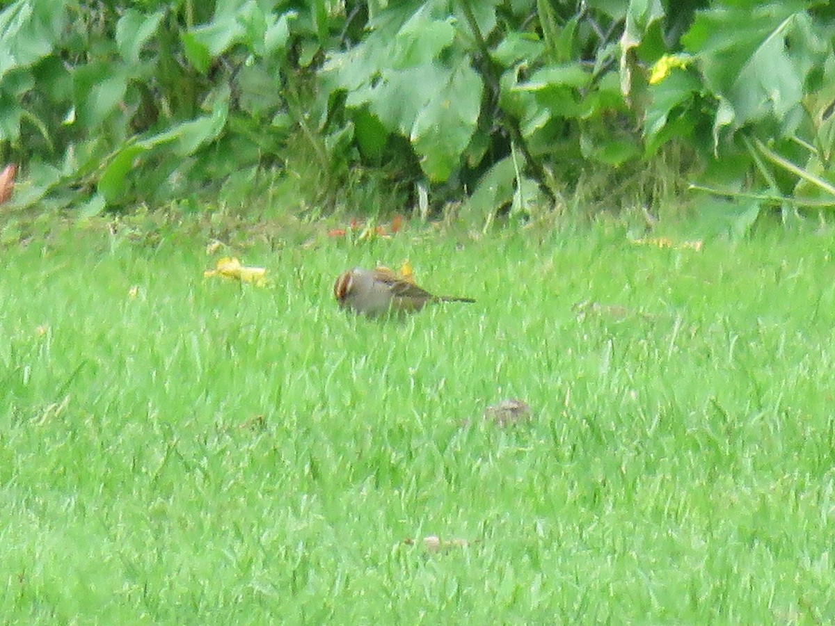 White-crowned Sparrow - ML195113601